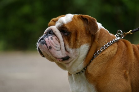 CH. Tod's Bulldogs Falstaff