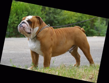 CH. Tod's Bulldogs Falstaff